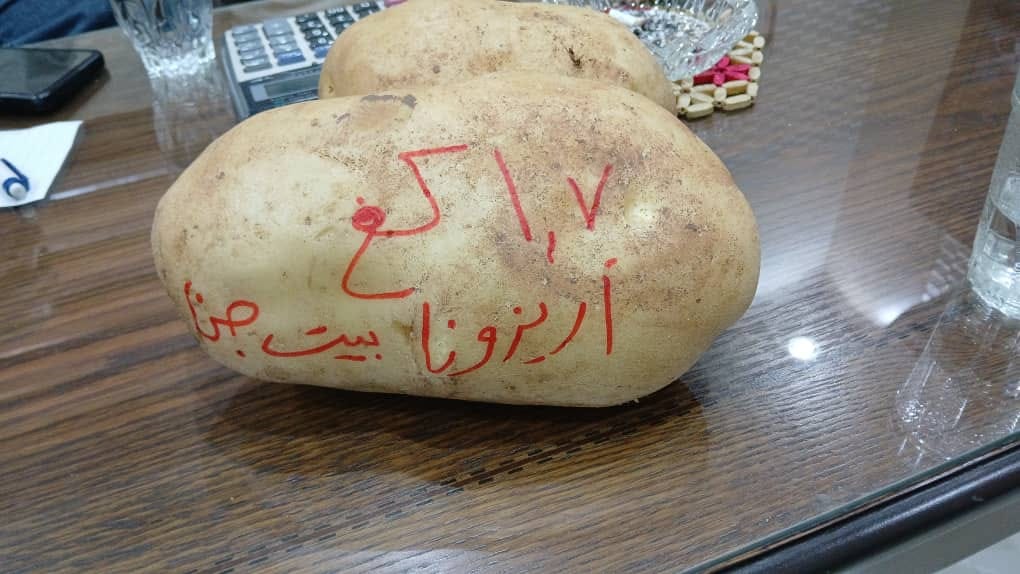 استيراد حوالي / 12 / الف طن من البطاطا وانتاجنا بسورية بحدود /300/ الف طن
