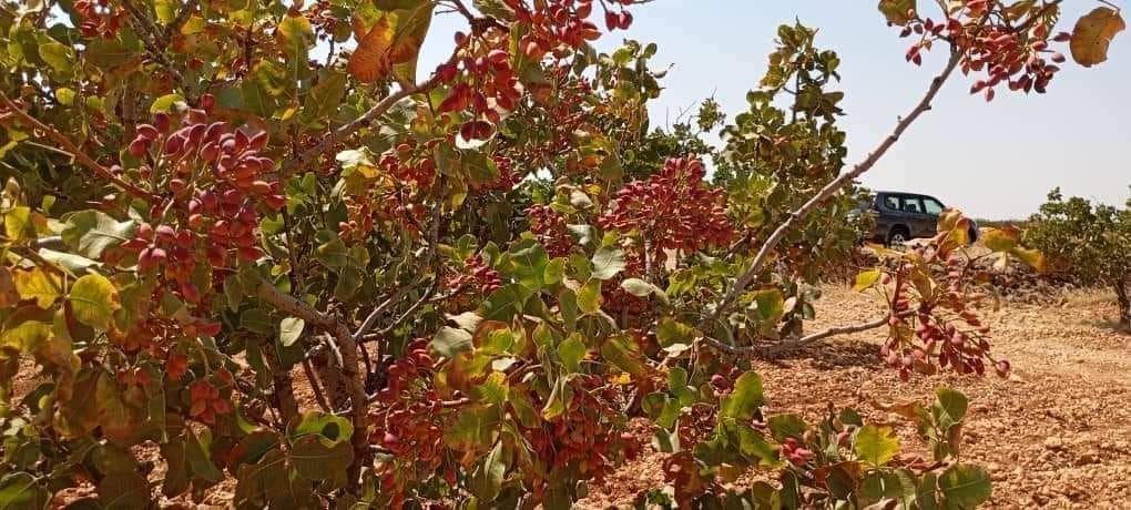 زراعة حلب: 46644 طن انتاج المحافظة من الفستق الحلبي وحلب تحتل  المرتبة الاولى بالانتاج لهذا العام 
