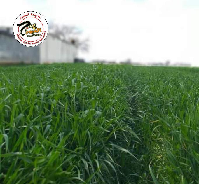 محصول القمح بحالة جيدة في اللاذقية
