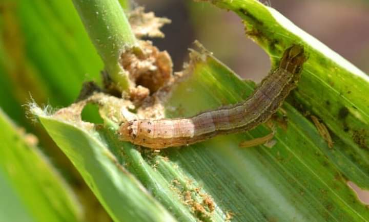 اطلاق المشروع الإقليمي لمكافحة دودة الحشد الخريفية