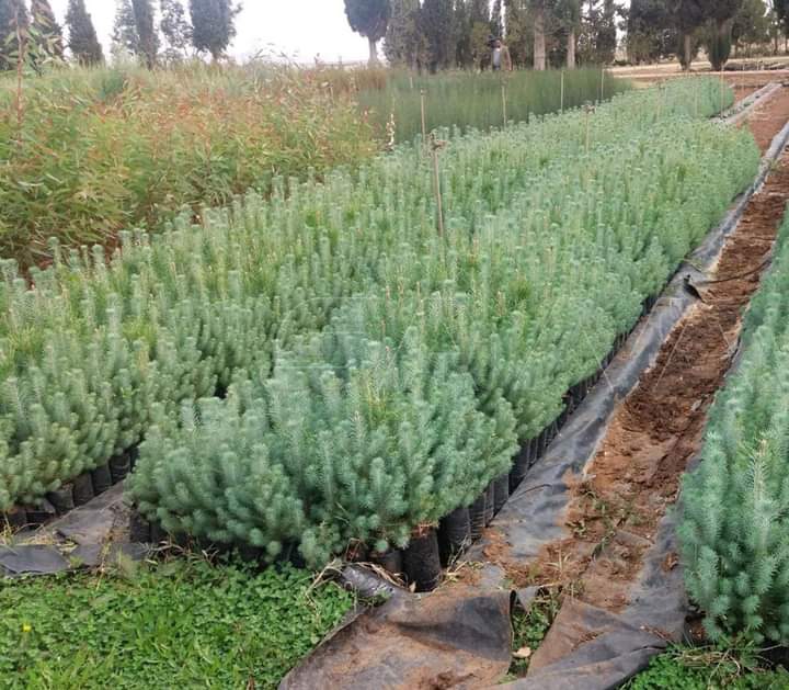 مبادرة لتوزيع خمسة غراس حراجية مجانية لكل أسرة في درعا