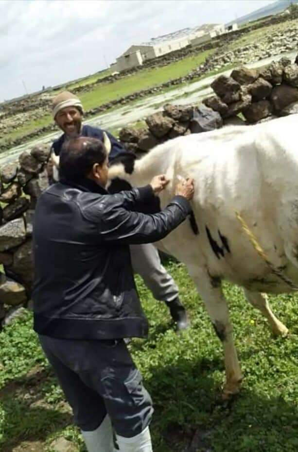 زراعة القنيطرة: تطلق حملة تحصين وقائية للأبقار ضد مرض الحمى القلاعية 