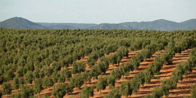 9764 طنا تقديرات إنتاج الزيتون بالسويداء
