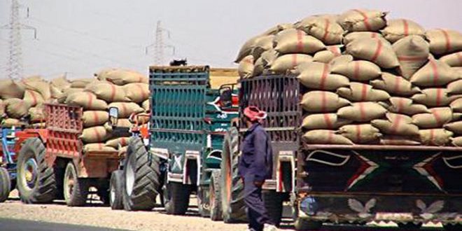 إكثار الحسكة… انتهاء عمليات تسويق القمح والشعير
