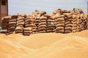 سورية تثبت عقد لاستيراد 200 ألف طن قمح من روسيا