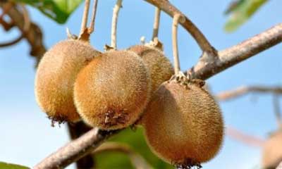 إنتاج 3 أطنان من الكيوي سنوياً والحبة بـ 200 ليرة