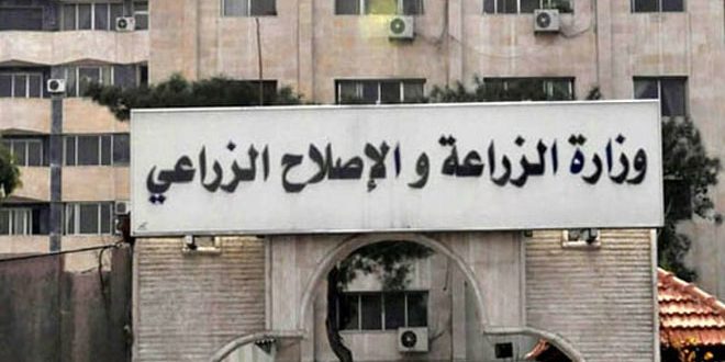 الزراعة: الجراد المنتشر في حماة والغاب محلي (جنادب) ولا أثر ضار له على المحاصيل الزراعية
