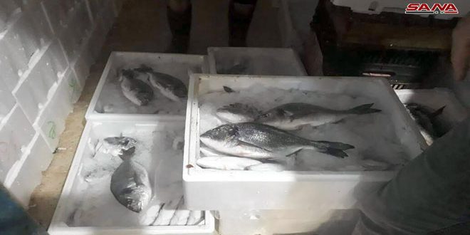 ضبط 40 صندوقا من السمك المهرب في أحد أسواق اللاذقية
