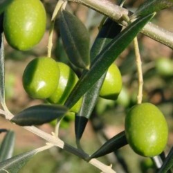 25 ألف طن.. تقديرات إنتاج الزيتون بدرعا للموسم الحالي