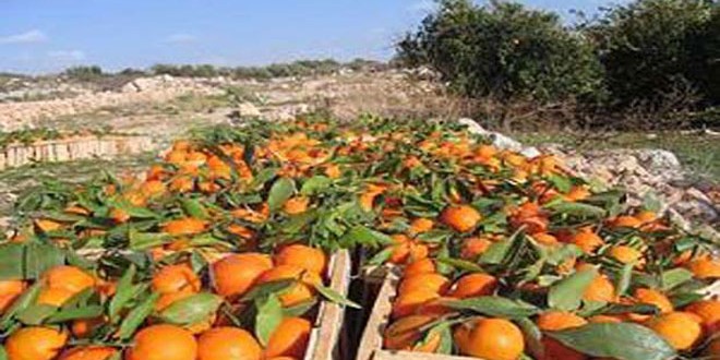 تسويق450 طنا من الحمضيات والزيتون بحمص
