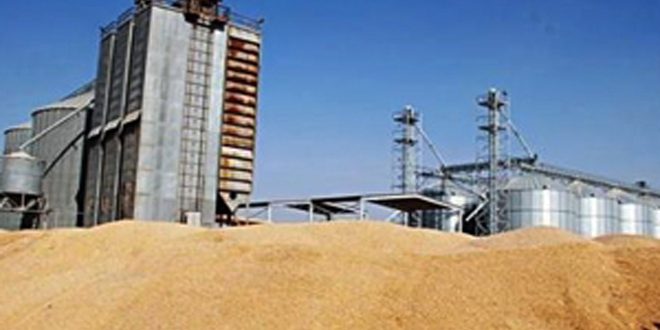 البدء باستجرار 10 آلاف طن من القمح إلى صومعة الحسكة لتأمين حاجة المطاحن